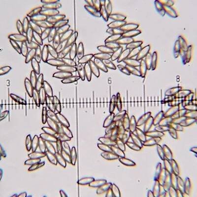 Soubor:Boletus variipes spores.jpg