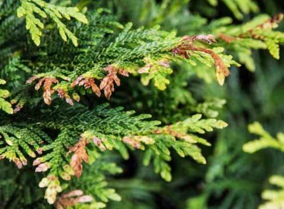 Thuja folded (obr, thuja plicata): výsadba a péče, fotografie v krajinářském designu