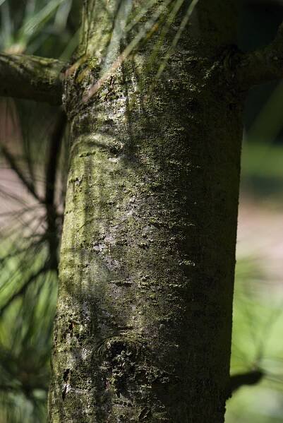 Pinus wallichiana - borovice himalájská - kůra 