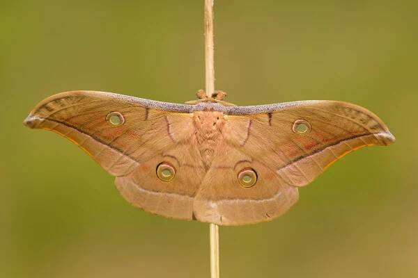 Antheraea
