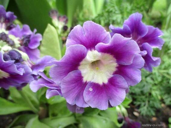 Prvosenka pýřitá - Primula x pubescens
