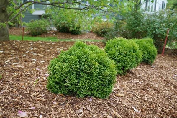 Tater Tot® - Arborvitae - Thuja occidentalis | Proven Winners