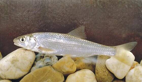Soubor:Leuciscus leuciscus Hungary.jpg – Wikipedie