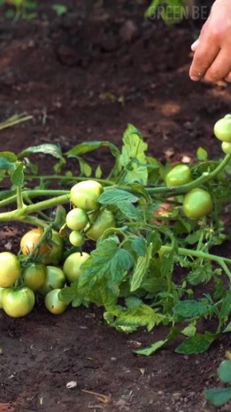 Obsahuje obrázek: Easy up gardening with clever DIY and Amazon gadgets! 👍🏼