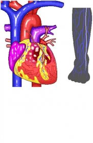 Coronary Bypass (Heart and Leg View) – Cardiovascular System