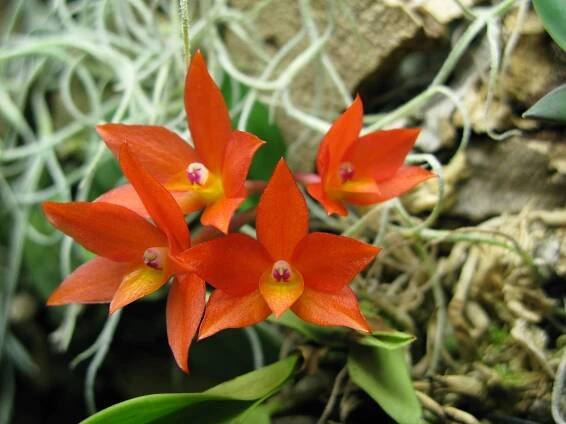 Cattleya cernua