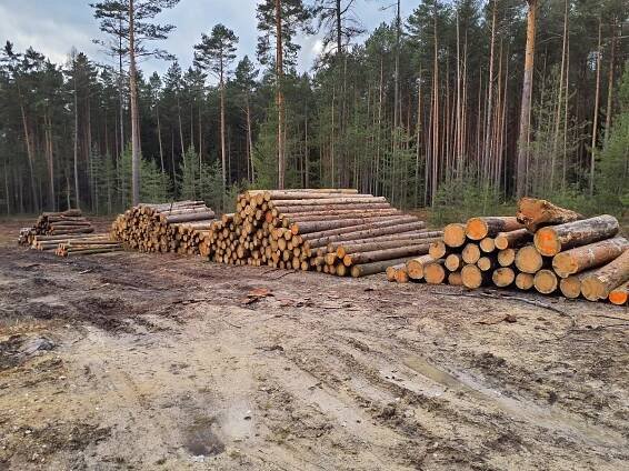 Město Plzeň prodává dřevo