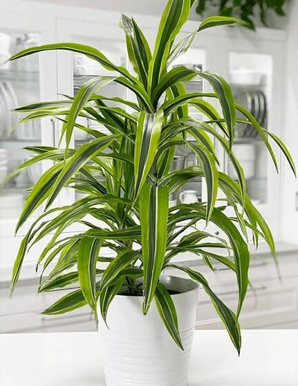 Dracaena Fragrans Lemon Lime