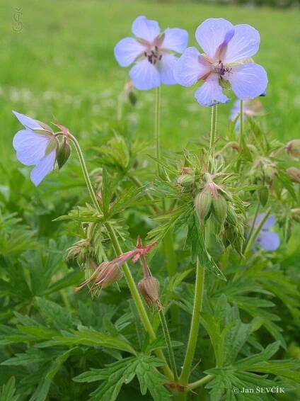 Kakost luční (Geranium pratense), květy, květenství