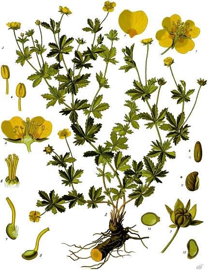 Potentilla erecta