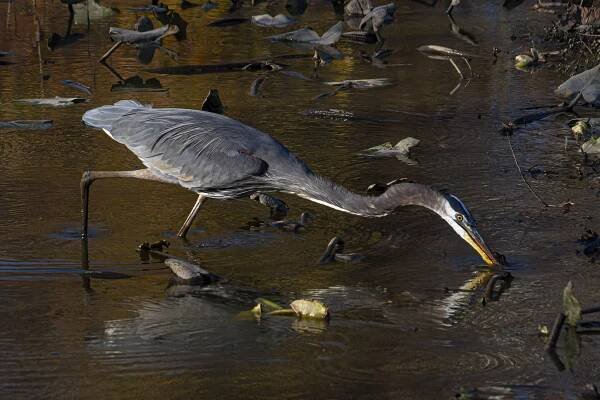 Great Blue Heron | Mike Powell