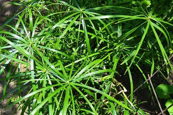 Šáchor střídavolistý (Cyperus alternifolius) 
