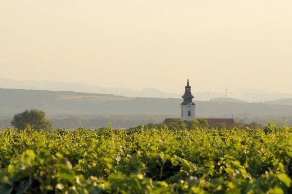 Soubor:Vineyards on Wagram terrace - near Kirchberg am Wagram - August 2015 - (1).JPG – Wikipedie