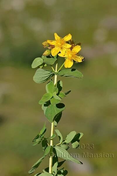 Hypericum maculatum