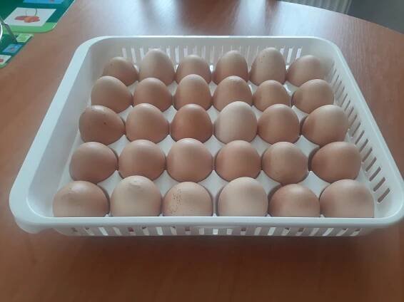 Prodám domácí vejce. Cena 5 Kč. Odběr Nebory nebo po dohodě. - InzerceTrinec.cz
