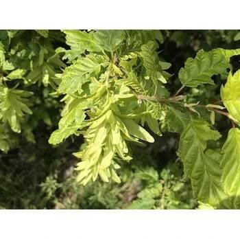 Habr obecný 'Quercifolia' Balení: kontejner C10, Tvar: výška 100-120 cm