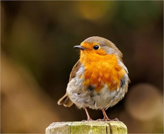 Official Hornchurch Photographic Society Website.