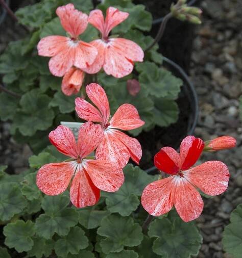 Plant of the Day Archive