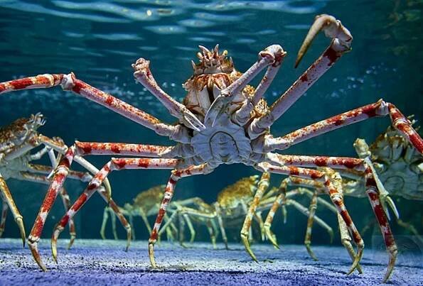 Krab japonský 