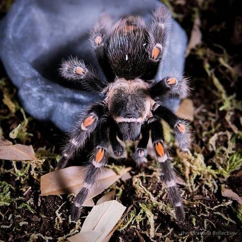 Mexican Flame Knee Tarantula (Brachypelma auratum) Care Sheet — The Tarantula Collective