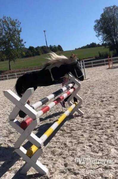 Falabella valášek / minihorse