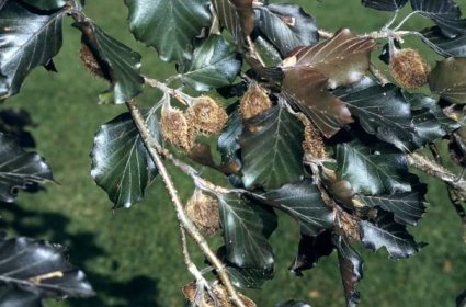 Fagus sylvatica (Atropurpurea Group) &s;Riversii&s; | beech &s;Riversii&s; Trees/RHS Gardening 