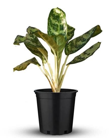 Aglaonema Commutatum 'Malay Beauty' Online - Trivandrum Gardentech