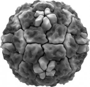 Rhinovirus isosurface.png