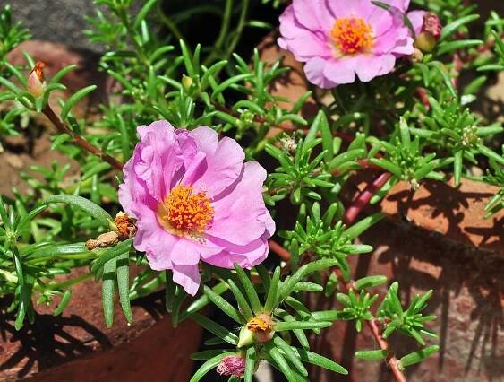Portulaca grandiflora (Purslane)