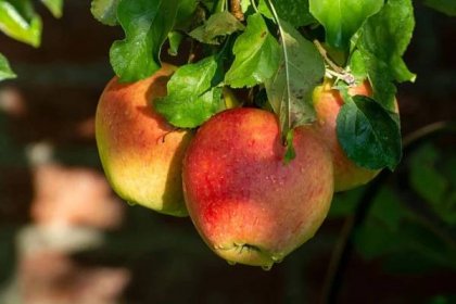 10 Easiest Apple Tree Varieties To Grow (Simple Growth Tips)