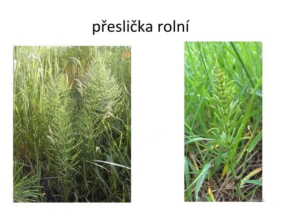 přeslička rolní 