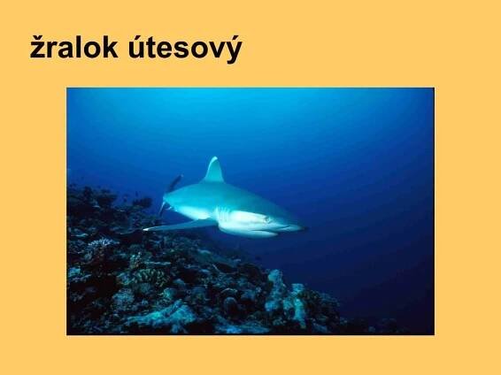 PPT - třída: Paryby PowerPoint Presentation, free download - ID:3799768