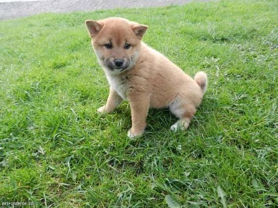 Shiba Inu s PP