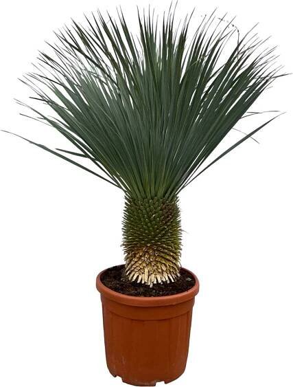 Trendyplants - Yucca Rostrata - Výška 150-170 cm - Modrá pečená juka - Odolná