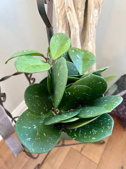 Hoya Obovata