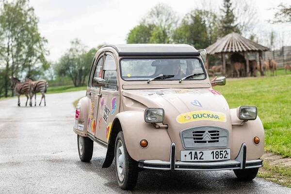 Automobilová závodnice Barbora Holická v sobotu jako první projela Africké safari ve Dvoře Králové a zahájila tak letní sezonu.