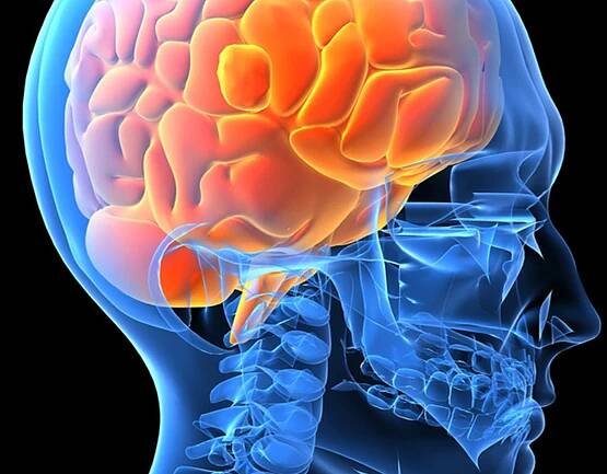 brain-language-lab-hero