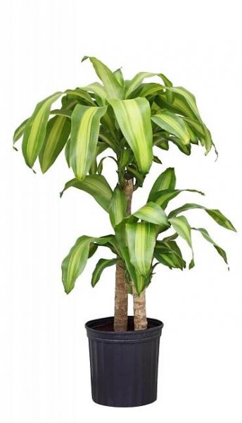 Dračinec vonný (Dracaena fragrans) – Le Do / Shutterstock