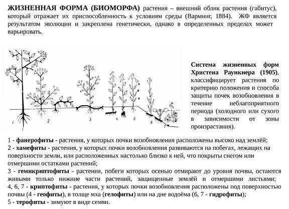 Жизненные формы по Раункиеру и Серебрякову