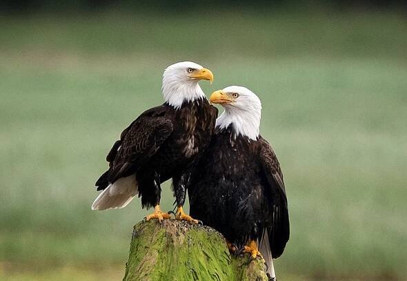 Knight Inlet: Bald eagles and other birding in British Columbia wilderness
