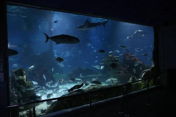 L’Aquàrium Barcelona (2) - Akvárium