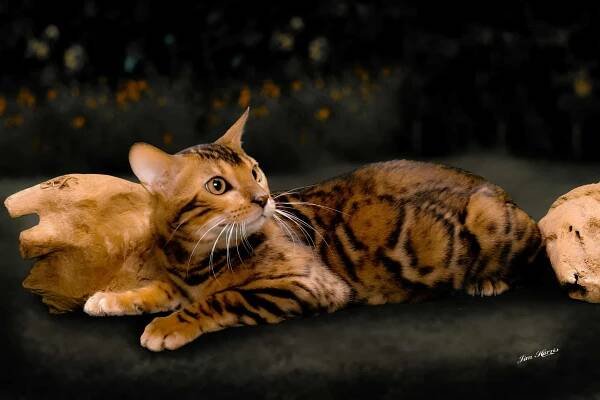 Meet Mayor. One of our Bengal stud cats.