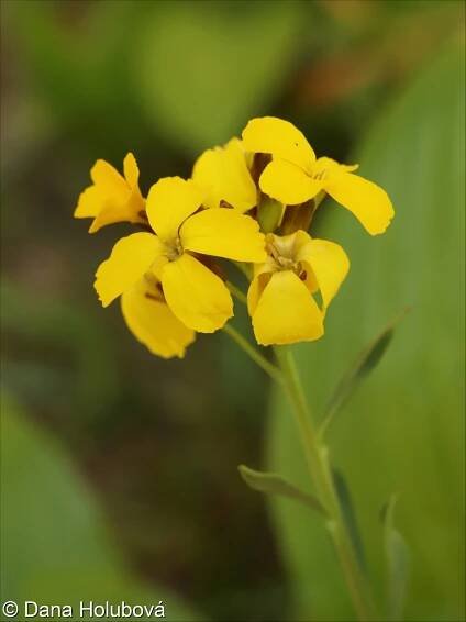 Erysimum cheiri – chejr vonný, trýzel chejr