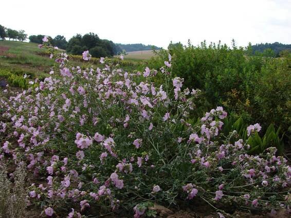 slézovité- MALVACEAE – PlantaNaturalis.com