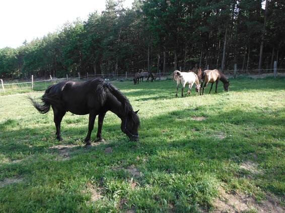 Pejškov | Vítejte na farmě u Kročů | 2. stránka