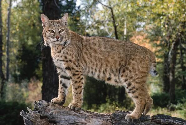 Rys červený (Lynx rufus), známý také jako rys červený, je středně velká kočka pocházející ze Severní Ameriky. Vyskytuje se od jižní Kanady přes většinu přilehlých Spojených států až po Oaxacu v Mexiku. Východní ledovec, Montana. stock fotka