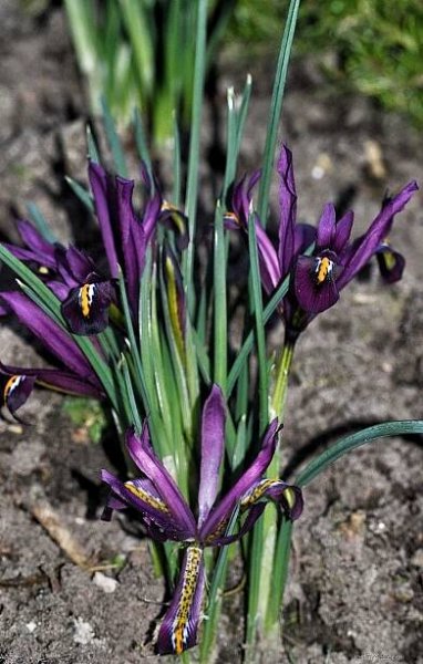 Kosatec síťkovaný (Iris reticulata)