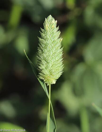 Phalaris canariensis – chrastice kanárská