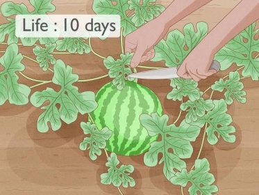 Jak pěstovat vodní melouny – wikiHow