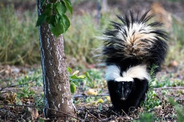 The Skunk in the Canyon